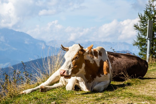 Auf dem Weg zum Grießenkareck