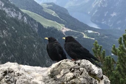 Orlí hnízdo (Kehlsteinhaus) - k vidění tu není jen historie