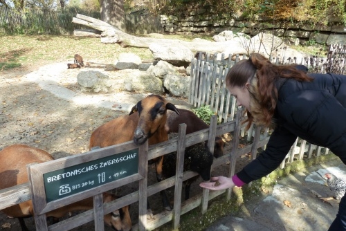 Zoo Salcburk - některá zvířátka je možné i nakrmit