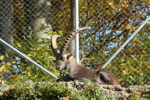 Zoo Salcburk - kozorožec vyhřívající se na slunci