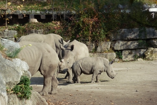 Zoo Salcburk - jsou tu i zvířata, která dnes nežijí už v mnoha zoologických zahradách