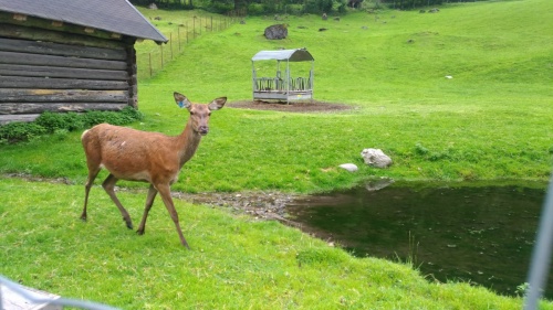 Za zvířátky a rybolovem do Freizeit & Wildpark Untertauern - laně jsou také kamarádské