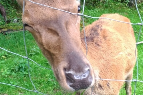 Za zvířátky a rybolovem do Freizeit & Wildpark Untertauern - některá zvířátka ve Wildparku Untertauern se i ráda fotí