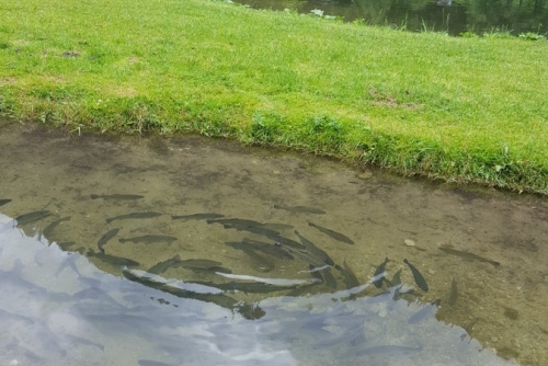 Za zvířátky a rybolovem do Freizeit & Wildpark Untertauern - pstruhy tu mají pěkné