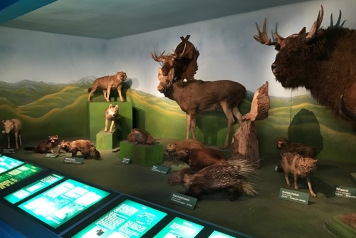 Muzea v Salcburku - ponořte se do života lesní zvěře