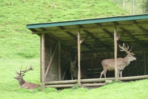 Wild & Freizeitpark Ferleiten - jeleny zde uvidíte opravdu zblízka