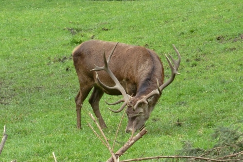 Wild & Freizeitpark Ferleiten - jeleny zde uvidíte opravdu zblízka