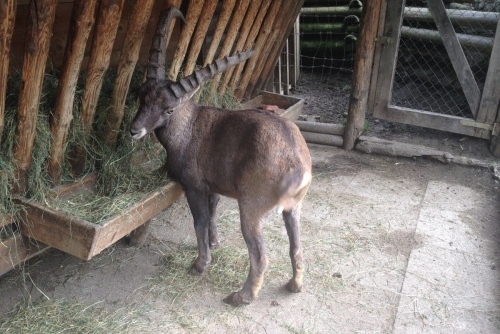 Wild & Freizeitpark Ferleiten - i kozorožci tu mají svůj domov