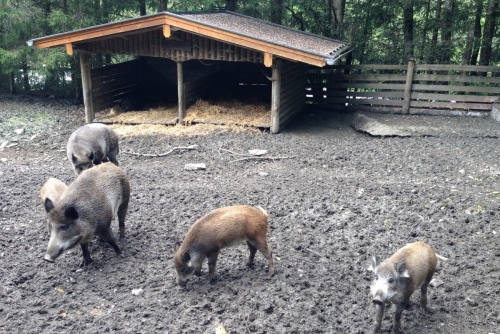 WILD & FREIZEITPARK FERLEITEN