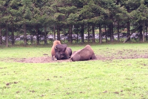 WILD & FREIZEITPARK FERLEITEN