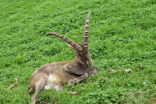 WILD & FREIZEITPARK FERLEITEN