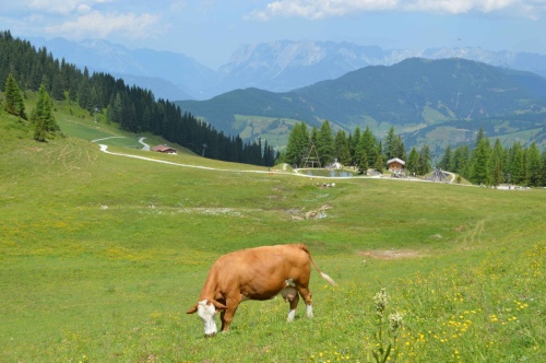 Letní Alpy fotoaparátem našich hostů