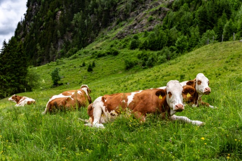 Wild Wasser Rohrmoos Untertal Schladming