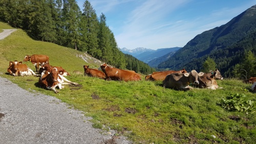Cyklotrasa pro náročné - výšlap na Zauchensee  - Krávy zde potkáte všude, i v takových nadmořských výškách