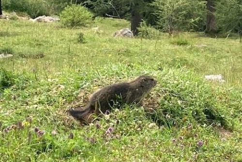 TIP NA VÝLET – Bachlalm - sviští stráň