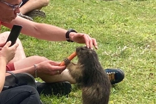 TIP NA VÝLET – Bachlalm - sviští stráň