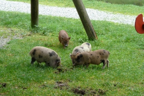 Za zvířátky a rybolovem do Freizeit & Wildpark Untertauern