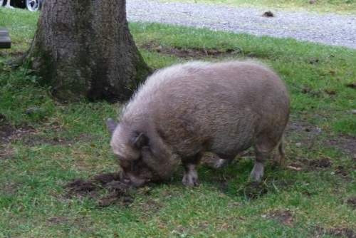 Za zvířátky a rybolovem do Freizeit & Wildpark Untertauern