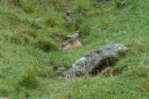 Za zvířátky a rybolovem do Freizeit & Wildpark Untertauern