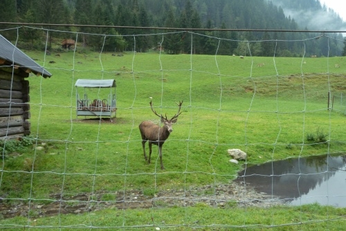 Za zvířátky a rybolovem do Freizeit & Wildpark Untertauern