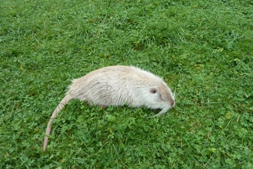 Za zvířátky a rybolovem do Freizeit & Wildpark Untertauern