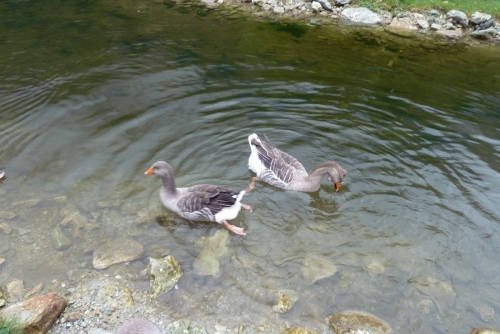 Za zvířátky a rybolovem do Freizeit & Wildpark Untertauern