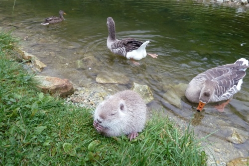 Za zvířátky a rybolovem do Freizeit & Wildpark Untertauern