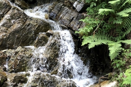 Wildpark Untertauern - tip na výlet s dětmi