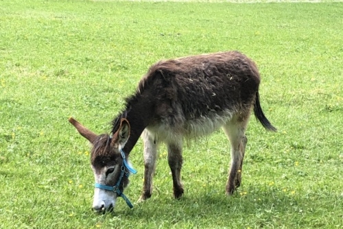 Wildpark Untertauern - tip na výlet s dětmi