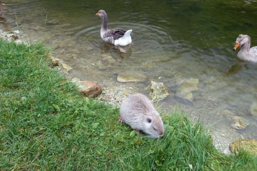 Wildpark Untertauern - tip na výlet s dětmi