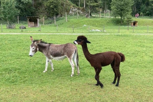 Za zvířátky a rybolovem do Freizeit & Wildpark Untertauern