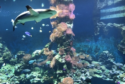 Muzea v Salcburku - i žralok se najde