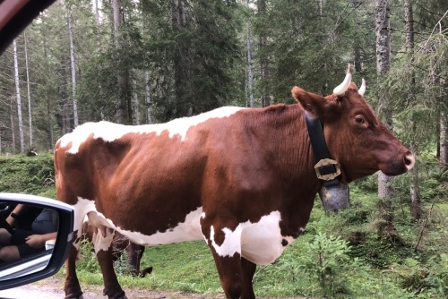 Krávy v rakouských Alpách