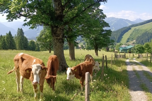 Krávy v rakouských Alpách