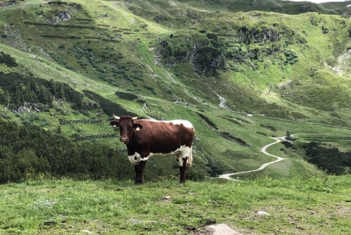 Krávy v rakouských Alpách