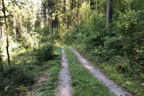 Scheffau - stezka lesem Mühlenrundweg