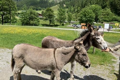 Za zvířátky a rybolovem do Freizeit & Wildpark Untertauern