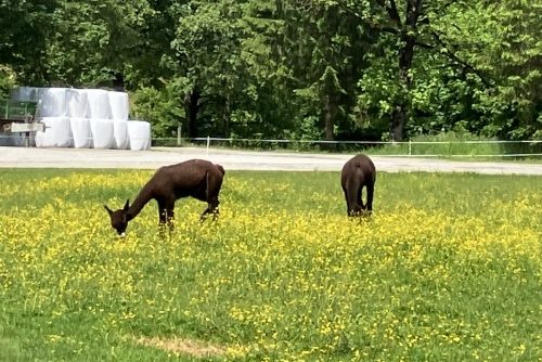Za zvířátky a rybolovem do Freizeit & Wildpark Untertauern