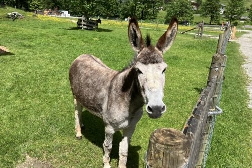 Za zvířátky a rybolovem do Freizeit & Wildpark Untertauern