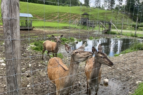 Za zvířátky a rybolovem do Freizeit & Wildpark Untertauern