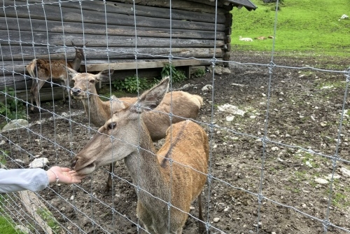 Za zvířátky a rybolovem do Freizeit & Wildpark Untertauern