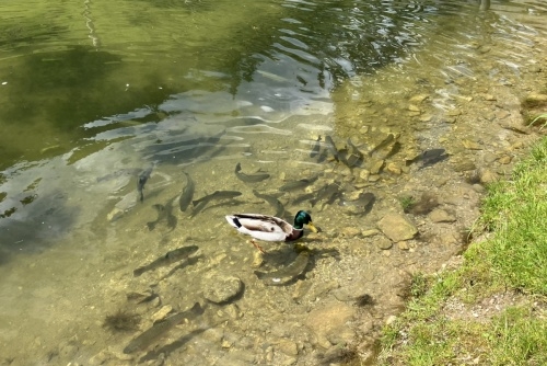 Za zvířátky a rybolovem do Freizeit & Wildpark Untertauern