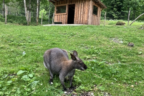 Za zvířátky a rybolovem do Freizeit & Wildpark Untertauern