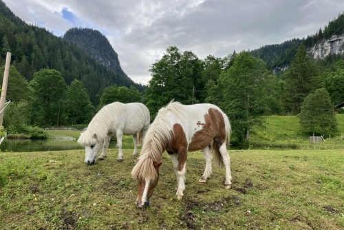 Za zvířátky a rybolovem do Freizeit & Wildpark Untertauern