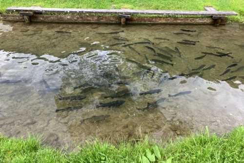 Za zvířátky a rybolovem do Freizeit & Wildpark Untertauern