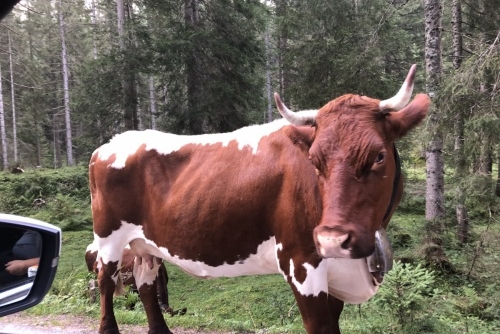 Filzmoos - okruh kolem jezera Almsee a zmrzlinárna