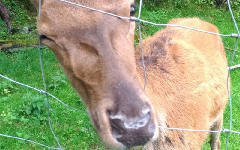 Zu den Tieren und zum Angeln in den Freizeit- & Wildpark Untertauern